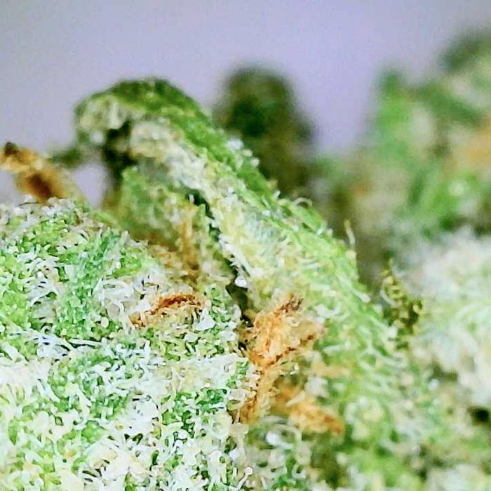 Blue Dream - AAAA Exotic THCA