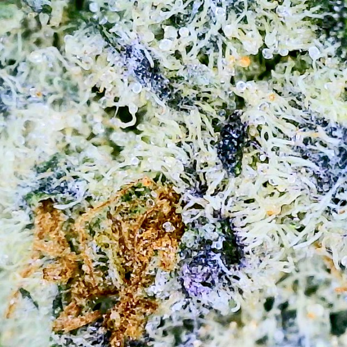 Dante's Inferno - AAAA Exotic THCA