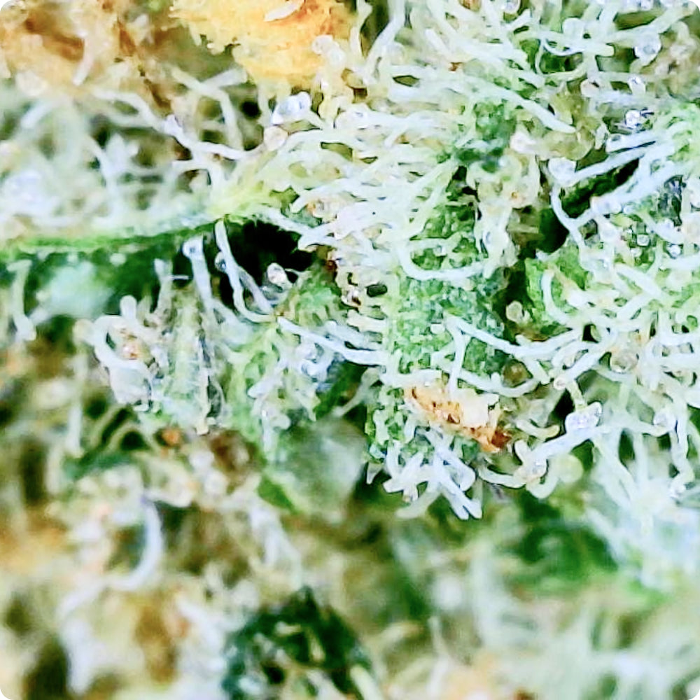 Black Maple - Exotic THCA