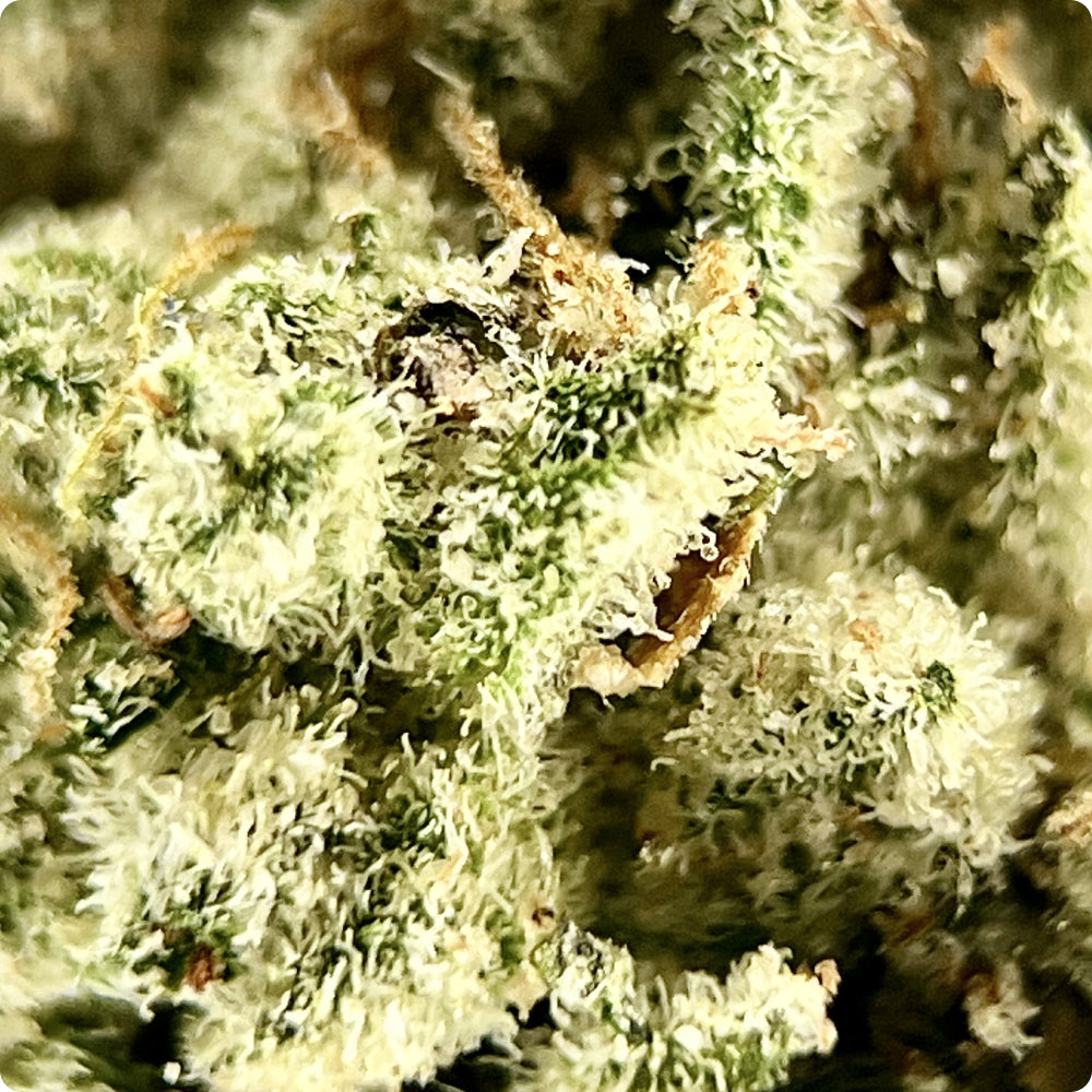 Sour Diesel - Exotic THCA
