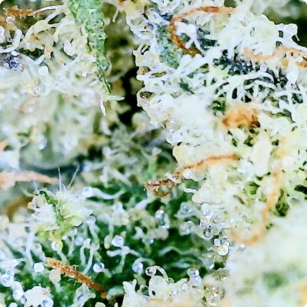 Sour Diesel - Exotic THCA