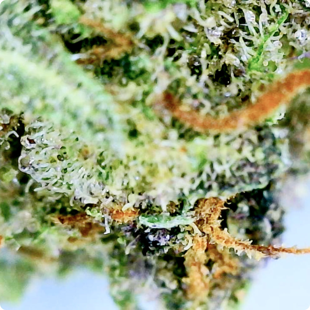 Tropical Cherry - Exotic THCA