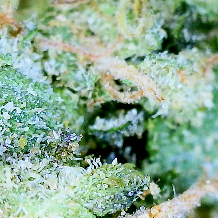 Sundae Gelato - AAAA Exotic THCA