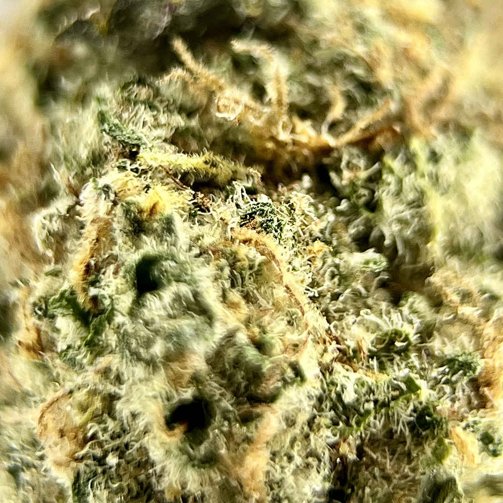 Black Maple - Exotic THCA