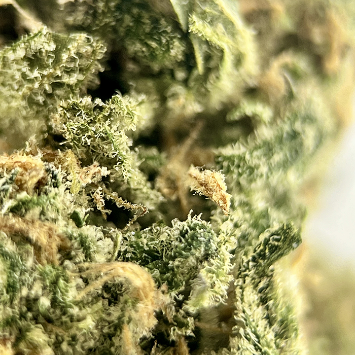 Blue Dream - AAAA Exotic THCA